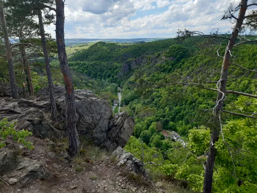 Výhled z Velké skály mezi borovicemi do zalesněného kaňonu Oslavy