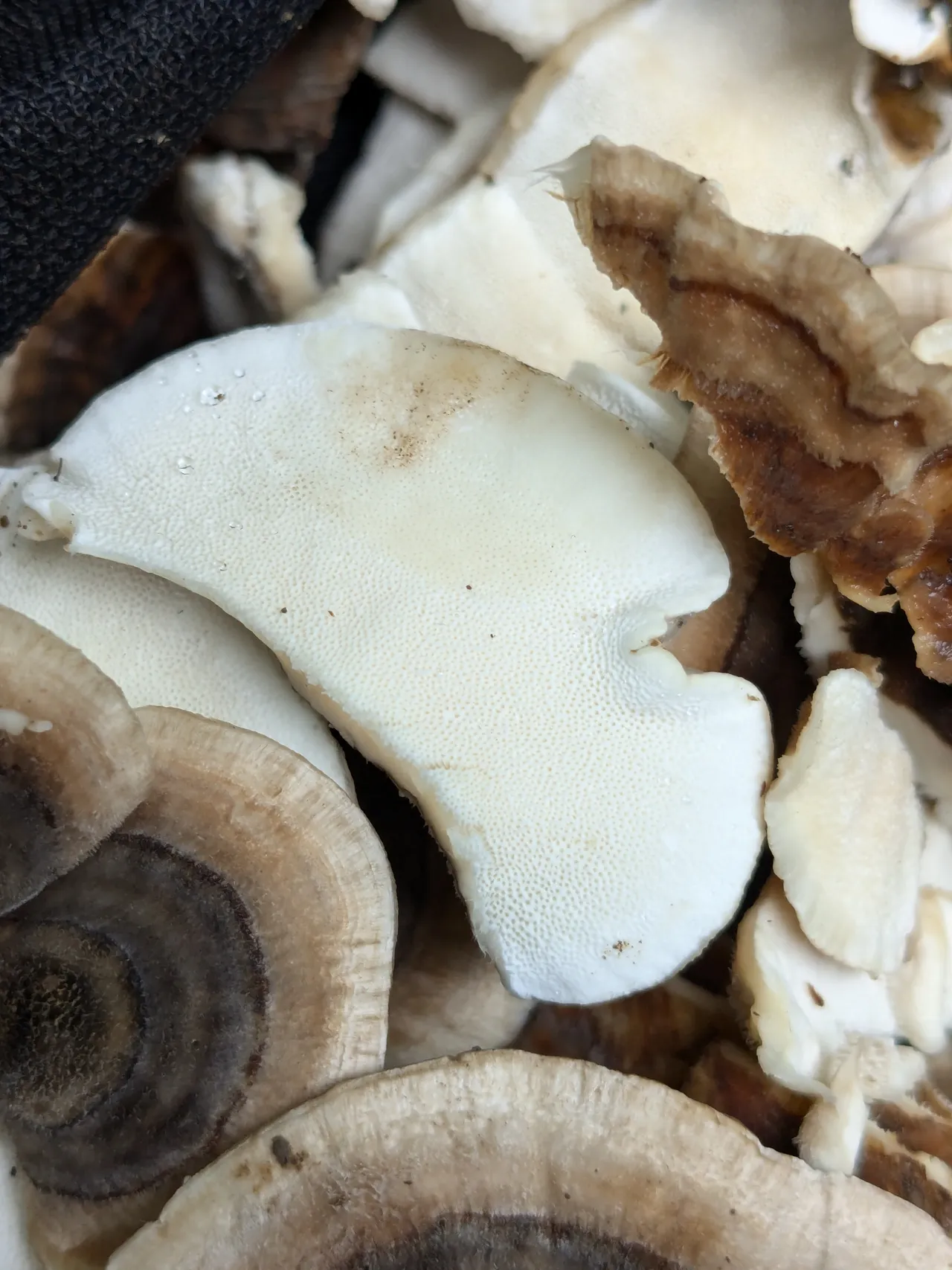 Coriolus · 100% kvalita