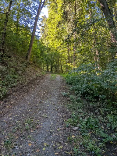 Lesní cesta mezi listnatými stromy nad přehradou