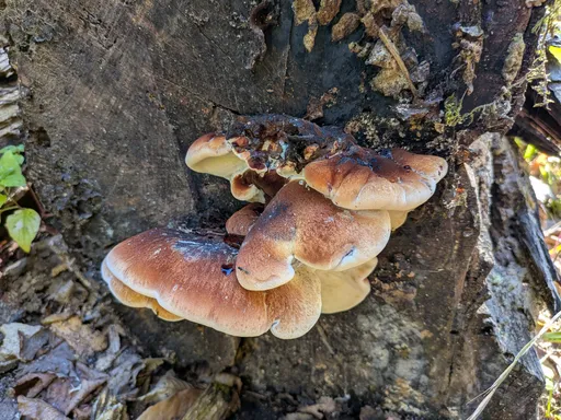 Mladý vějířovec obrovský s hnědými klobouky na pařezu