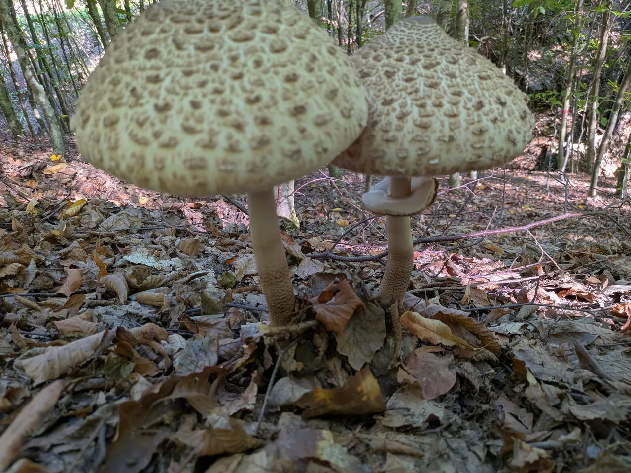 Bedla vysoká