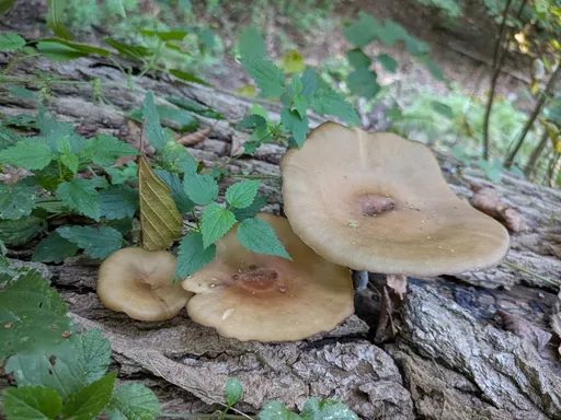 Světle hnědé plodnice choroše na kmeni u potoka