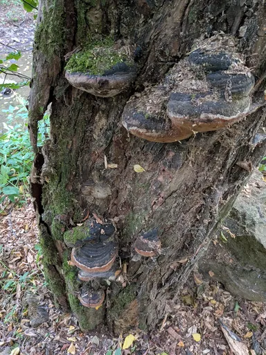 Tmavé plodnice ohňovce na svislém kmeni nad cestou