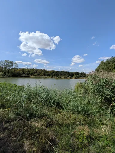 Rybník s rákosím pod modrou oblohou s kupovitými mraky