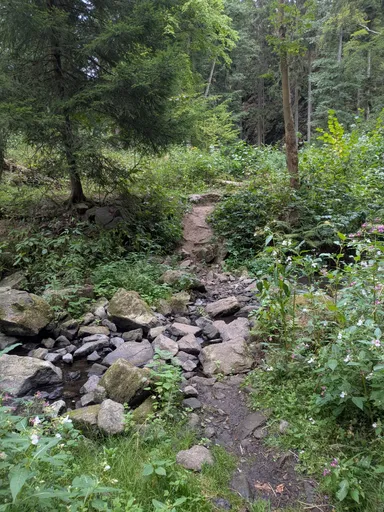 Kamenité dno potoka s posledními kalužemi