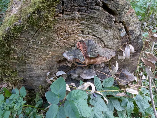 Ohňovce na řezné ploše starého kmene obrostlého mechem