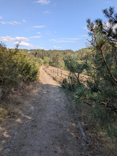 Prašná cesta podél dřevěné ohrady, vpravo mladé borovice