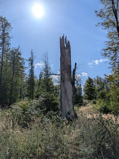 Vysoké suché torzo kmene na pasece proti slunci
