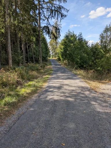 Asfaltová cesta lesem mezi smrky