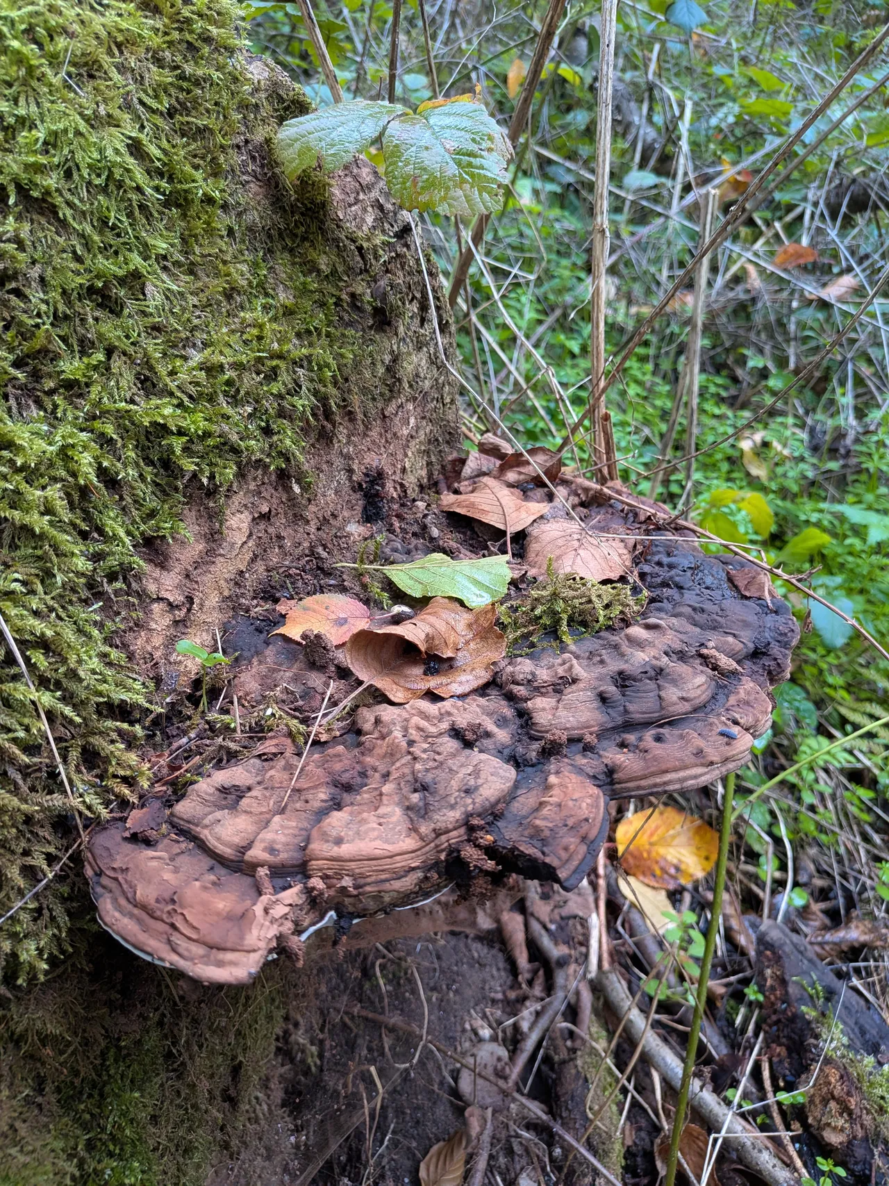 Nevalná kvalita