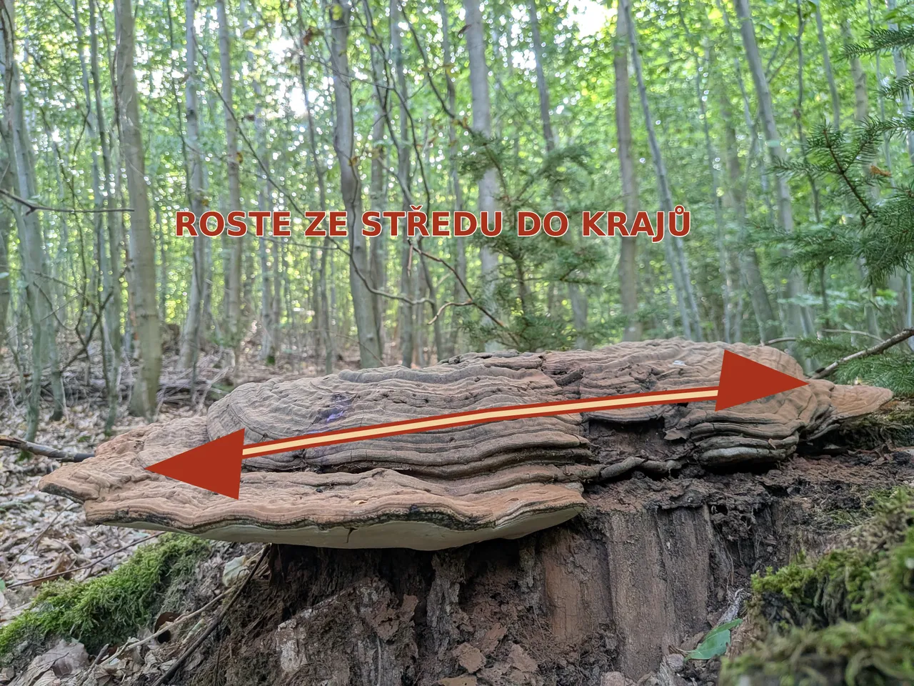 Roste ze středu do obou krajů. Je to směr, ne stupnice let.