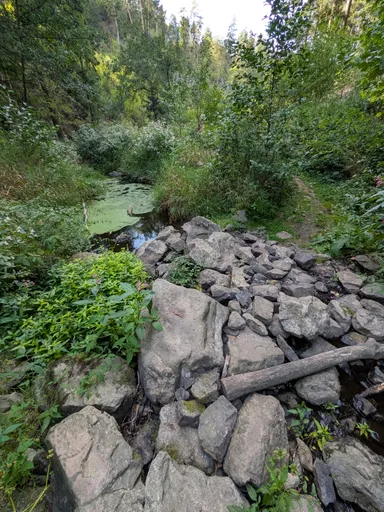 Potok zarostlý zelení, voda stojí jen v prohlubních