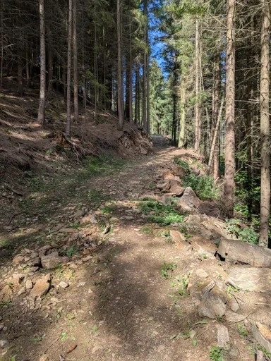 Lesní cesta stoupá mezi kmeny smrků, sluneční světlo dopadá na jehličí.