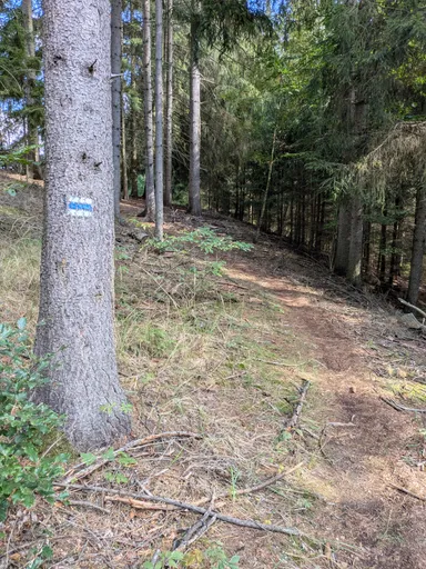 Modrá turistická značka na kmeni smrku, kolem jehličí a paseka.