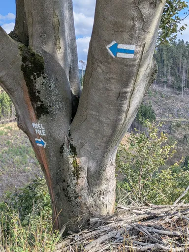 Rozdvojený kmen buku s modrou turistickou značkou, bílou šipkou doleva a nápisem PODÉL POLE.