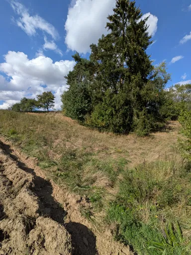 Vyjetá kolej na okraji pole vede k osamělým smrkům.
