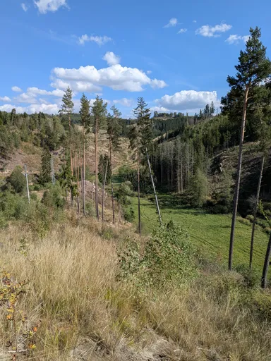 Pohled ze svahu do údolí, po stranách polomy a osamocené kmeny.