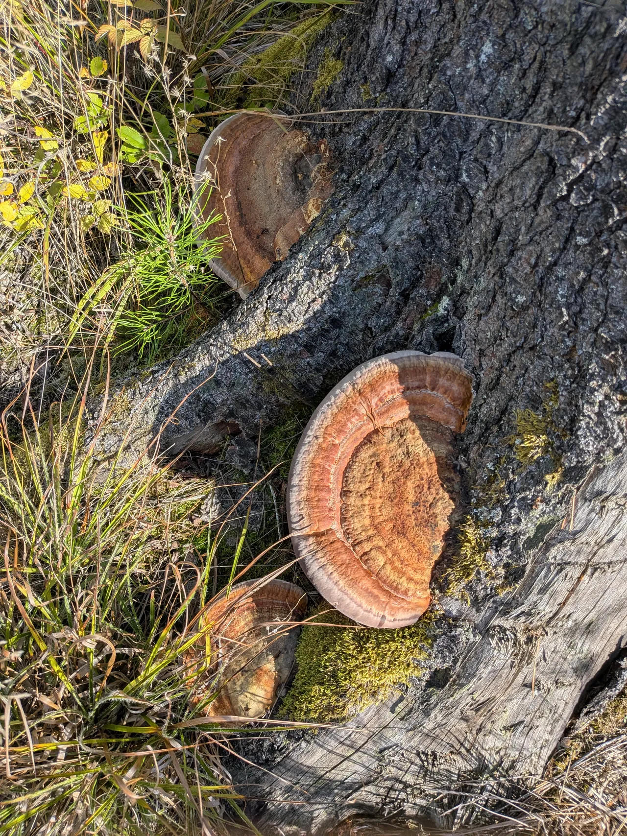 Troudnatce vybledlé suchem