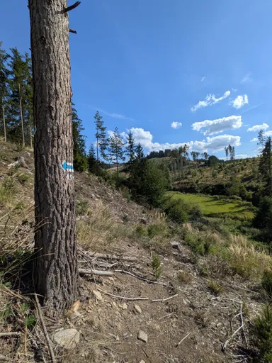 Turistická značka na kmeni borovice, za ní otevřený výhled do údolí.