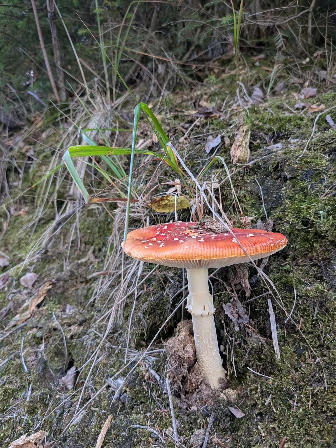 Muchomůrka červená · jedovatá