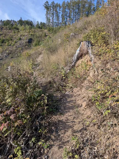 Osamělý pařez na travnatém svahu, kolem nízký nálet.