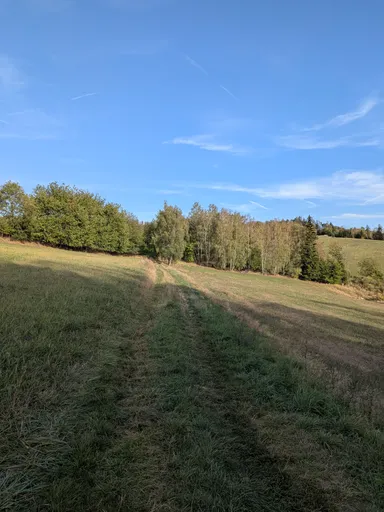 Travnatá cesta vede loukou k okraji lesa.