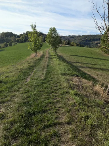 Vyjetá travnatá cesta stoupá mezi posekanými loukami k remízku.