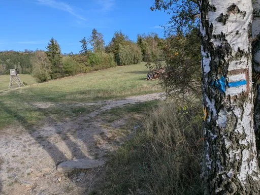 Rozcestí travnatých cest u břízy s modrou značkou, v pozadí posed a louka.