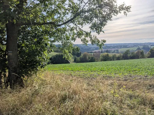 Pohled přes pole do krajiny v podvečerním světle, v popředí větve stromu.