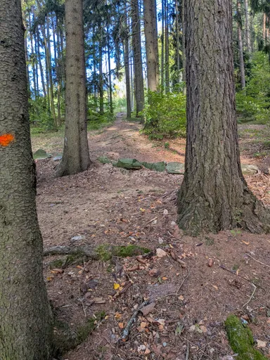 Lesní cesta mezi vysokými kmeny stoupá mírně vzhůru.