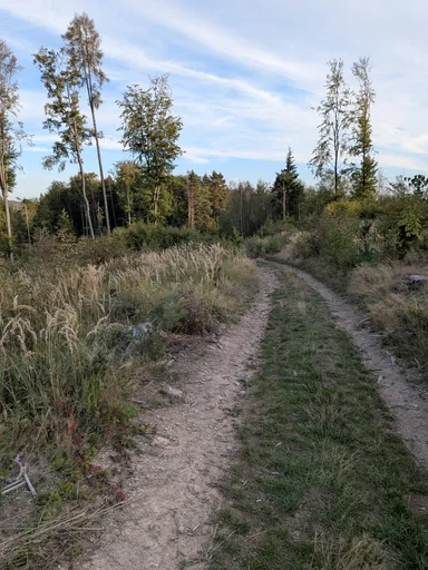 Vyježděná polní cesta vede k okraji lesa v podvečerním světle.