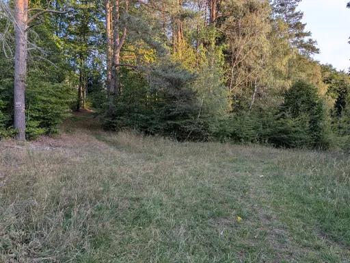 Travnatá paseka obklopená lesem v podvečerním světle.