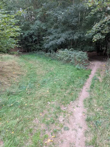 Pěšina se zatáčí do hustého listnatého lesa přes travnatou plochu.