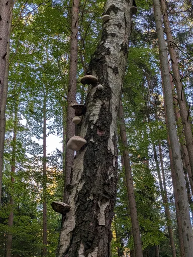 Několik plodnic březovníku vyrůstá nad sebou z kmene staré břízy.