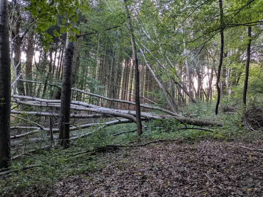 Několik vyvrácených kmenů leží v listnatém lese.
