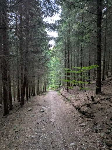 Široká lesní cesta klesá mezi smrky.