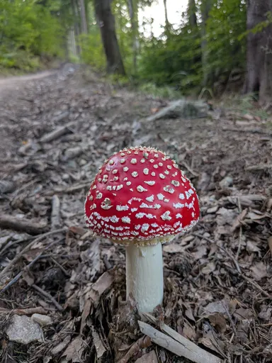 Mladá muchomůrka červená s klenutým kloboukem roste ve štěpce u lesní cesty.