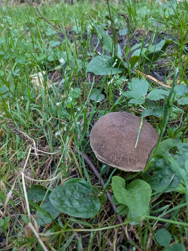 Hnědý klobouk babky vykukuje z trávy a listí u cesty.