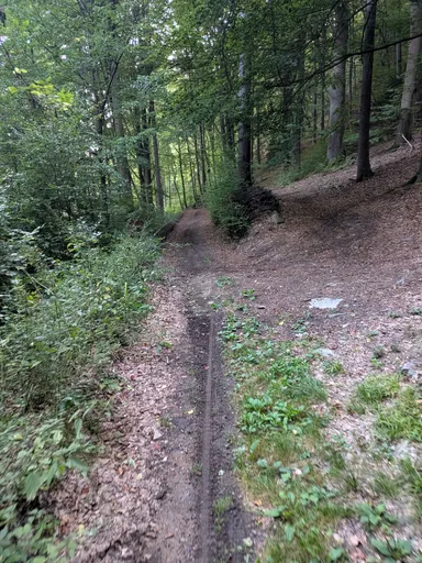 Úzká pěšina klesá v zářezu listnatým lesem.