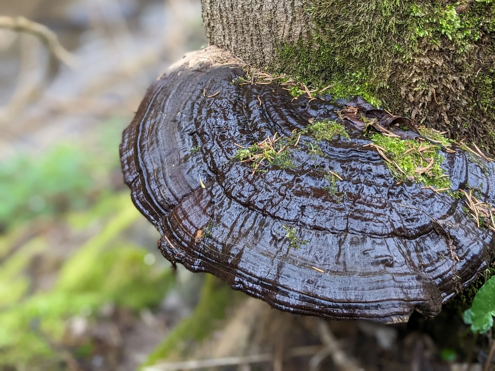 Obrovská lesklokorka ploská u paty živého stromu, lesklá jen od vody