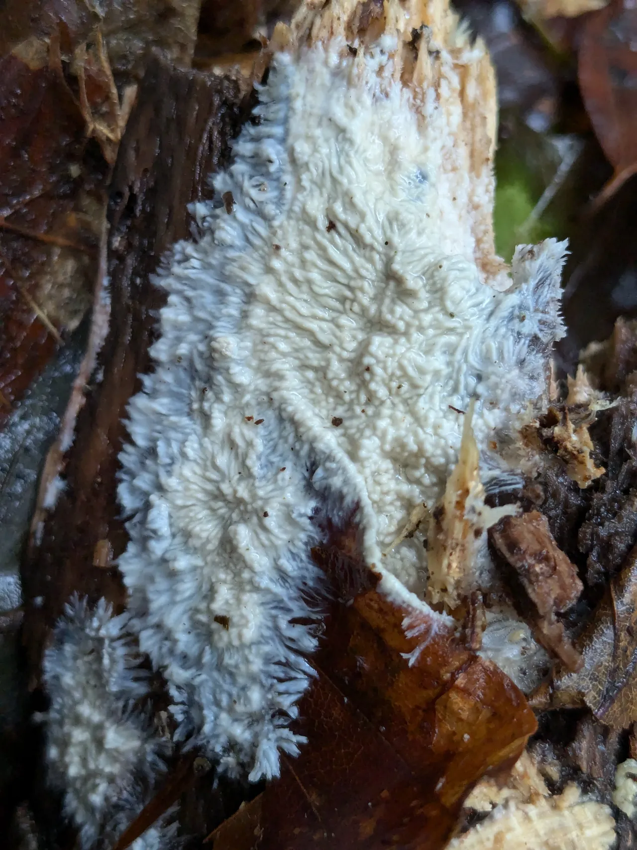 Korálovec bukový, jiný druh ve stejné fázi · v přírodě mycelium roste ve dřevě, ne na obilí