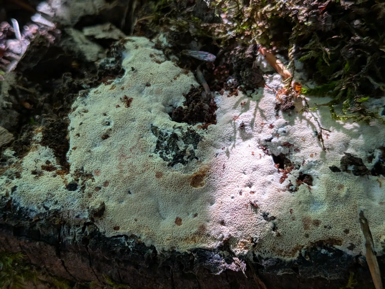 Outkovka pestrá · mycelium prorostlo pařezem až na okraj, plodnice ještě nezaložilo