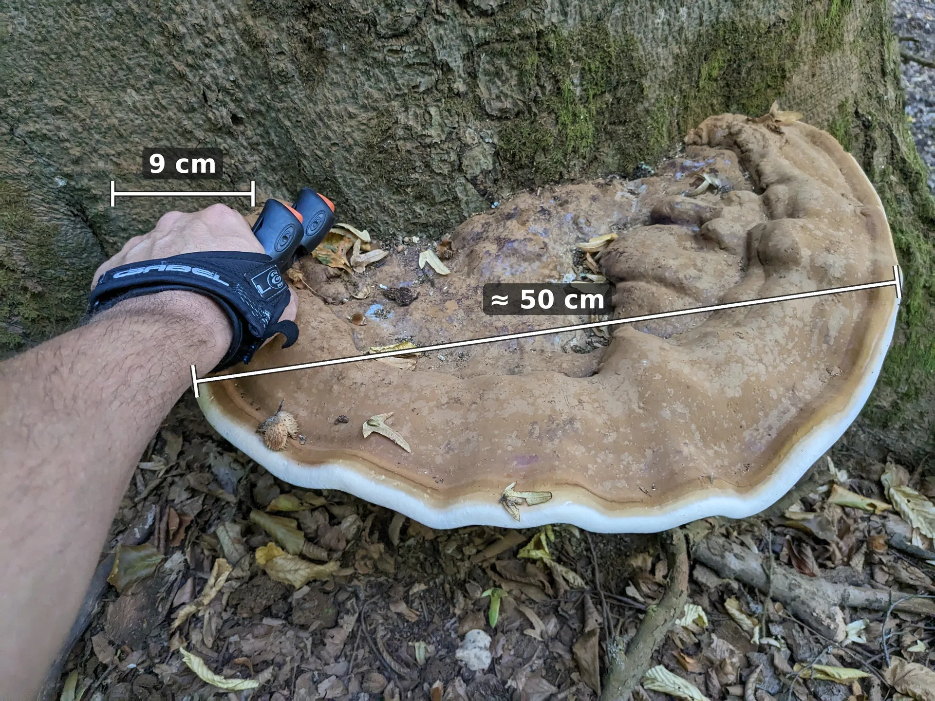 Klouby ruky mají 9 cm, plodnice vychází kolem 50 cm