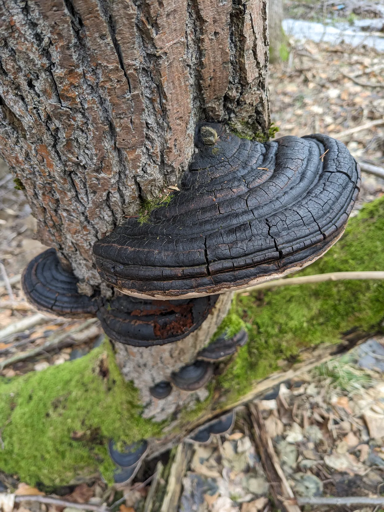 Tmavé, rozpraskané plodnice ohňovce na kmeni stromu