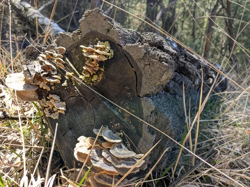 Outkovka pestrá na řezné ploše starého kmene v suché trávě