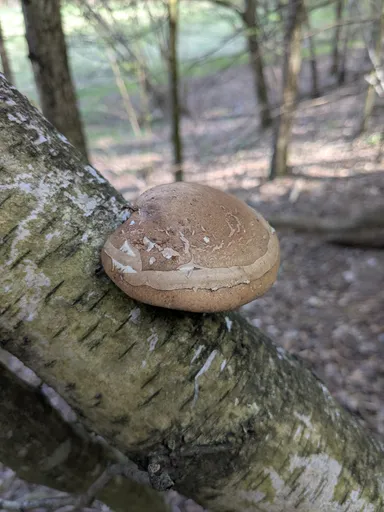 Detail březovníku obecného na bříze