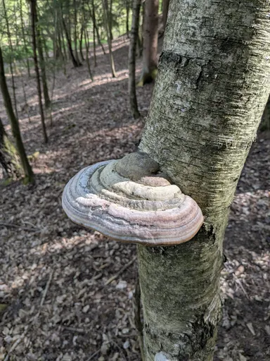 Troudnatec kopytovitý na kmeni břízy