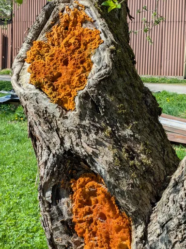 Oranžové houbové plodnice ve dvou dutinách kmene