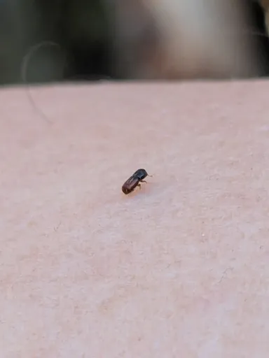 Seděl jsem na pokácených smrcích a přistál na mě kůrovec