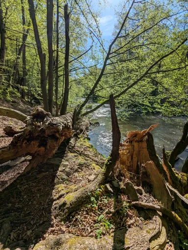 Vyvrácený strom a polámaný pařez u cesty nad řekou v jarním lese.